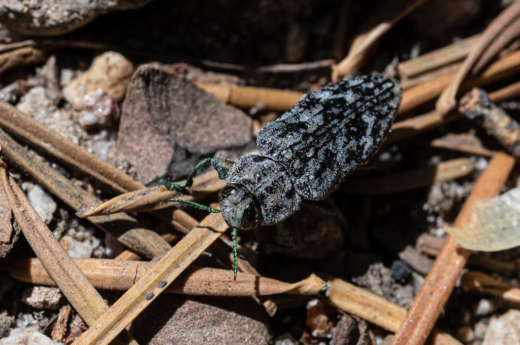 Chrysobothris sylvania - photo 2