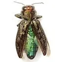Chrysobothris texana - Chrysobothris texana