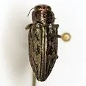 Chrysobothris texana - photo 2