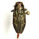 Chrysobothris texana - photo 3