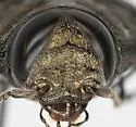 Australian Pine Borer - photo 2