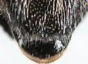 Australian Pine Borer - photo 3