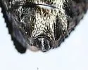 Australian Pine Borer - photo 4