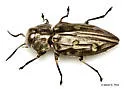 Australian Pine Borer - photo 5