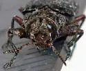 Chrysobothris trinervia - photo 2