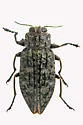 Chrysobothris trinervia - photo 3