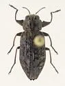 Chrysobothris trinervia - photo 4