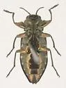 Chrysobothris trinervia - photo 5
