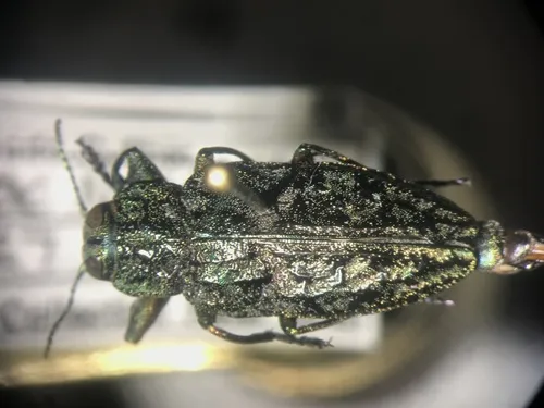 Chrysobothris verdigripennis - photo 2