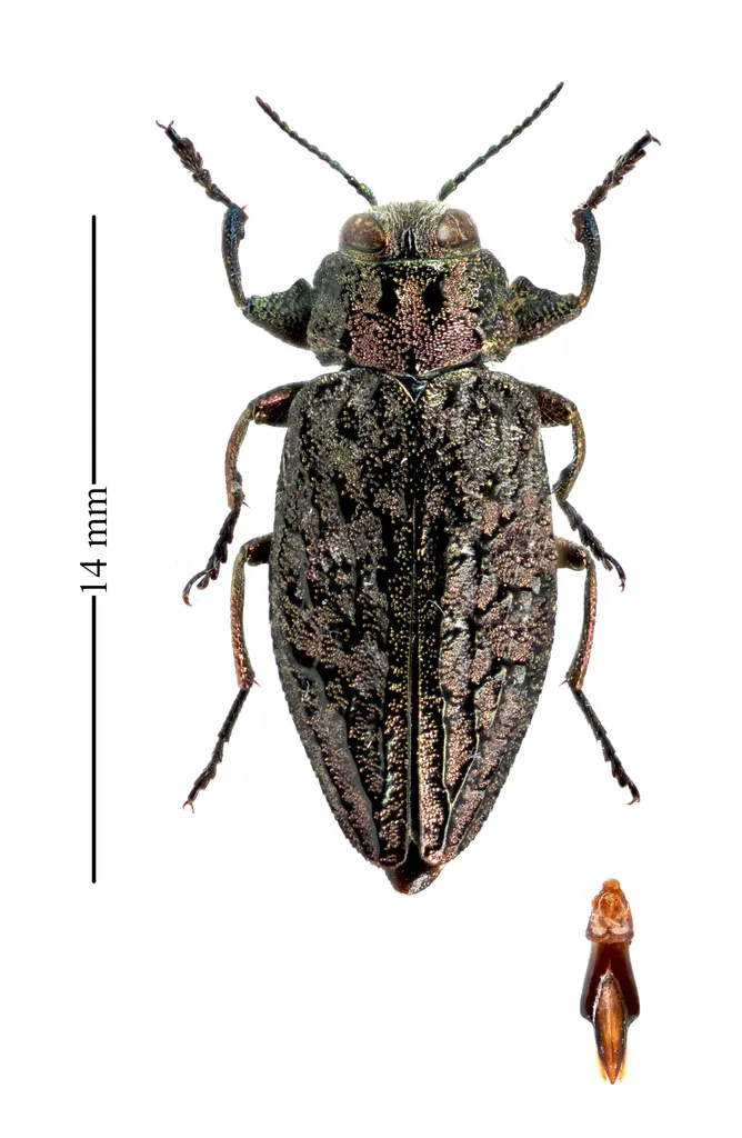 Chrysobothris verdigripennis - photo 3