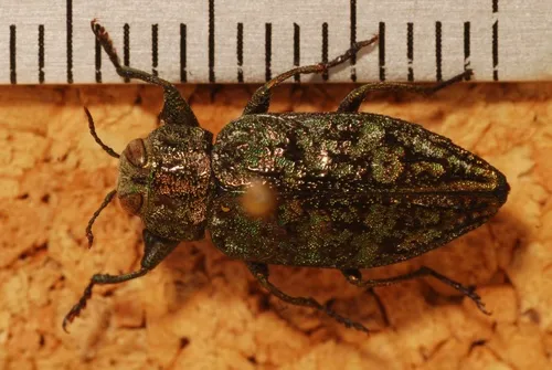 Chrysobothris verdigripennis - photo 5