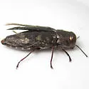 Chrysobothris viridiceps - photo 2