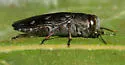 Chrysobothris viridiceps - photo 4