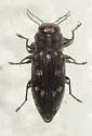 Chrysobothris viridiceps - photo 5