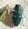 Chrysobothris viridicyanea - photo 3