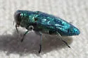 Chrysobothris viridicyanea - photo 4