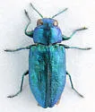 Chrysobothris viridicyanea - photo 5