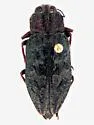 Chrysobothris vulcanica - Chrysobothris vulcanica