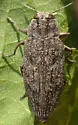 Chrysobothris vulcanica - photo 2