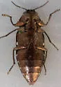 Chrysobothris vulcanica - photo 4