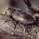 Westcott's Flathead - Chrysobothris westcotti