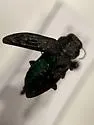 Chrysobothris wintu - photo 2