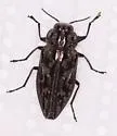 Chrysobothris woodgatei - photo 2