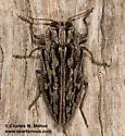 Chrysobothris woodgatei - photo 3