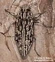 Chrysobothris woodgatei - photo 5