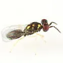 Chrysocharis assis