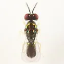 Chrysocharis assis - photo 2