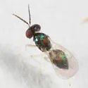 Chrysocharis beckeri