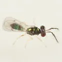 Chrysocharis beckeri - photo 2