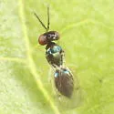 Chrysocharis beckeri - photo 3