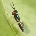 Chrysocharis beckeri - photo 4