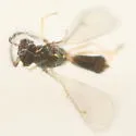 Chrysocharis beckeri - photo 5