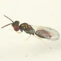 Chrysocharis clarkae - Chrysocharis clarkae