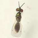 Chrysocharis clarkae - photo 2