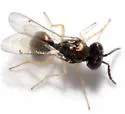 Chrysocharis giraulti