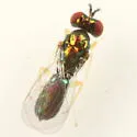 Chrysocharis laomedon