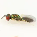 Chrysocharis laomedon - photo 2