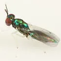 Chrysocharis laomedon - photo 3