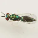 Chrysocharis laomedon - photo 4