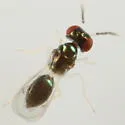 Chrysocharis minuta