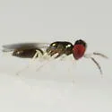 Chrysocharis minuta - photo 2