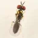 Chrysocharis nephereus