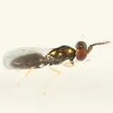 Chrysocharis nephereus - photo 2