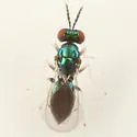 Chrysocharis nephereus - photo 3