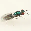 Chrysocharis nephereus - photo 4