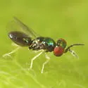 Chrysocharis nephereus - photo 5